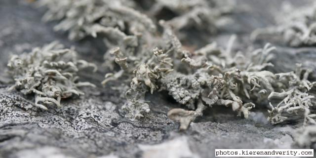 lichen