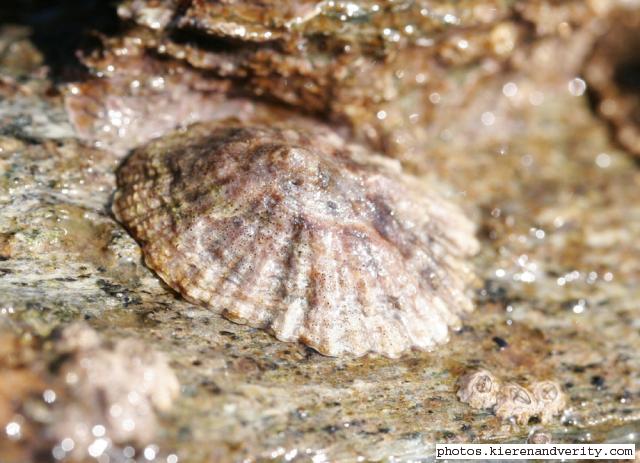 limpet