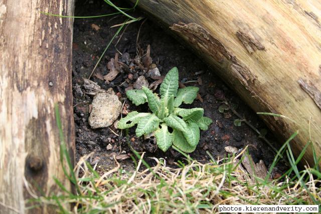 Cowslip at the edge of the pond