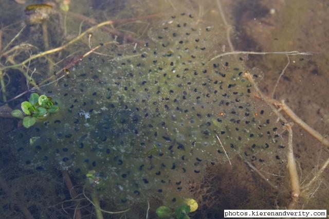 Frog spawn