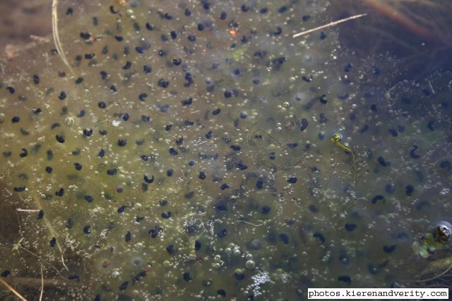 Our first clump of frog spawn