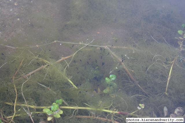 Free swimming tadpoles