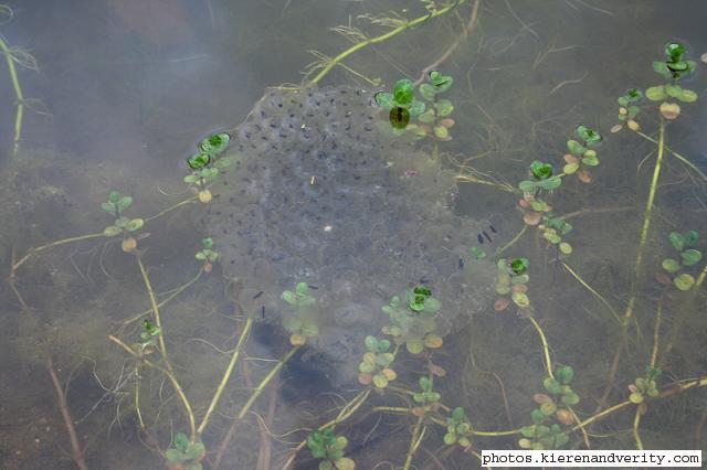 The second clump of frog spawn