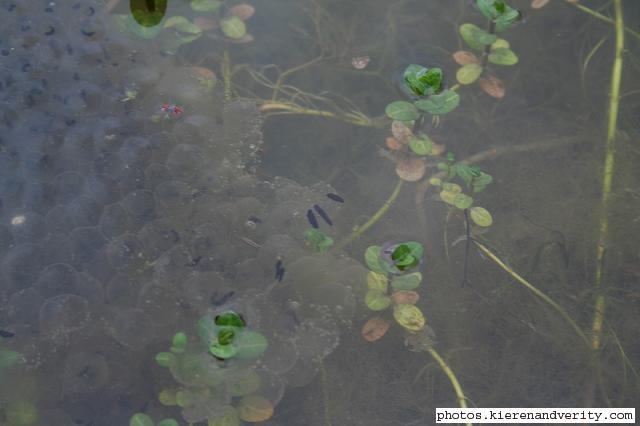 Tadpoles from the second clump of spawn