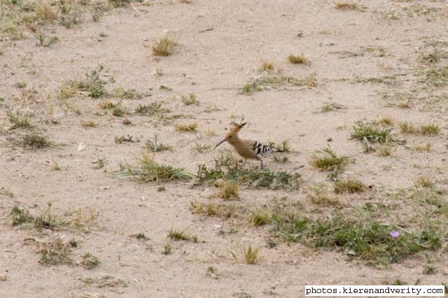 hoopoe 2