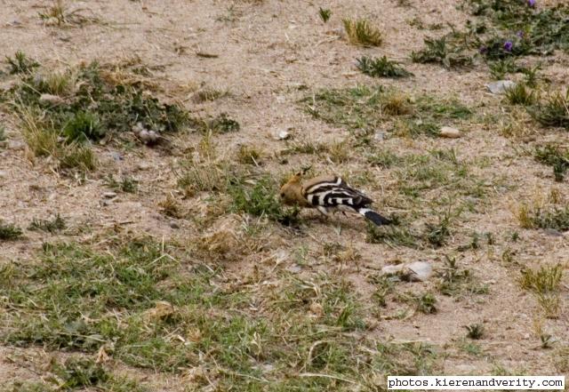 hoopoe