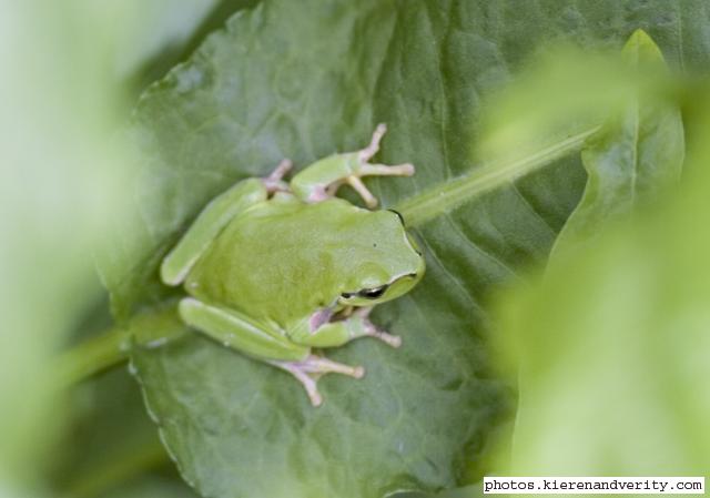 tree frog 1