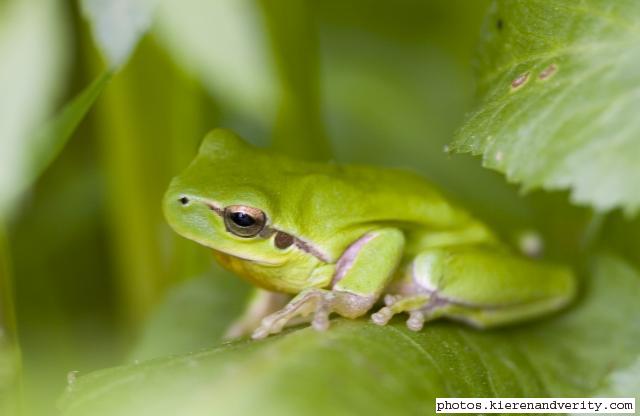 tree frog 2