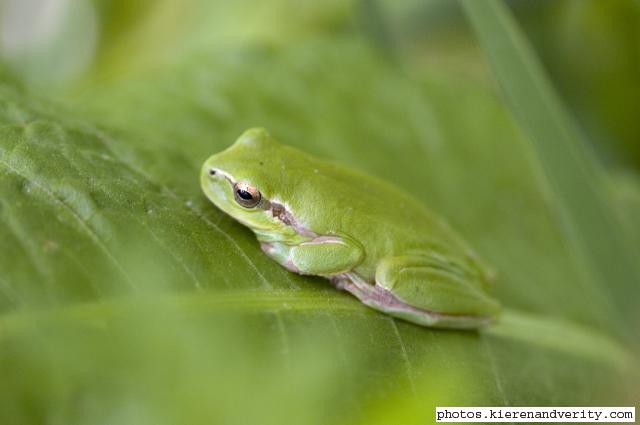 tree frog 4