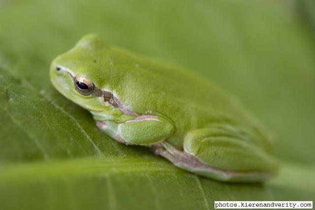 tree frog 5