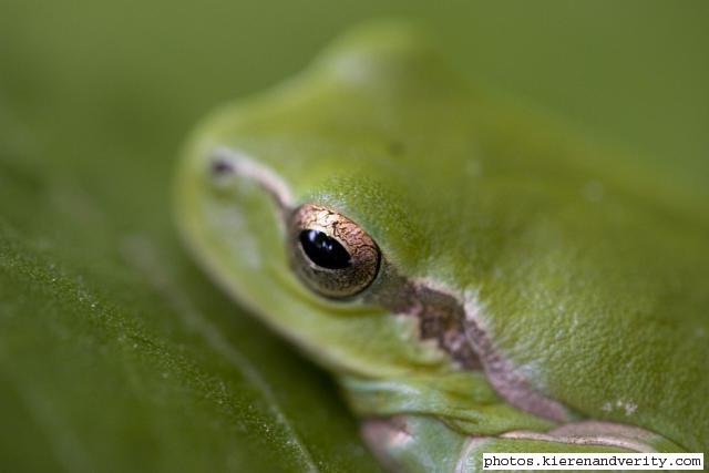 tree frog 6