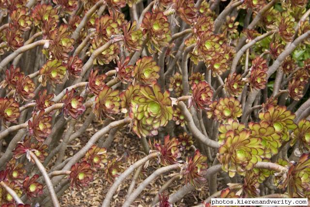 Aeonium arboreum 2