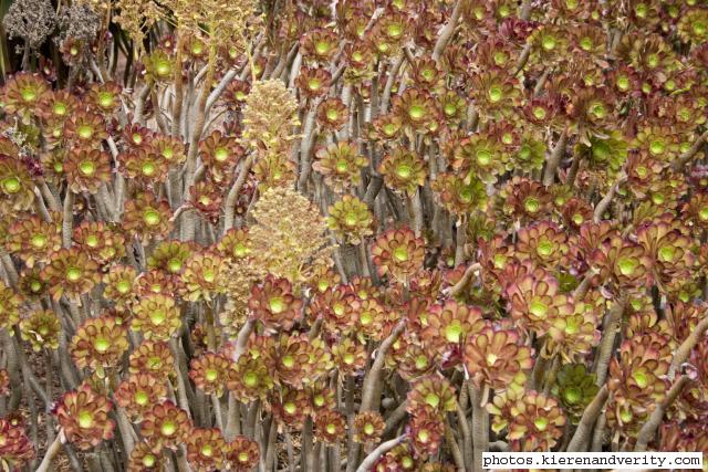 Aeonium arboreum