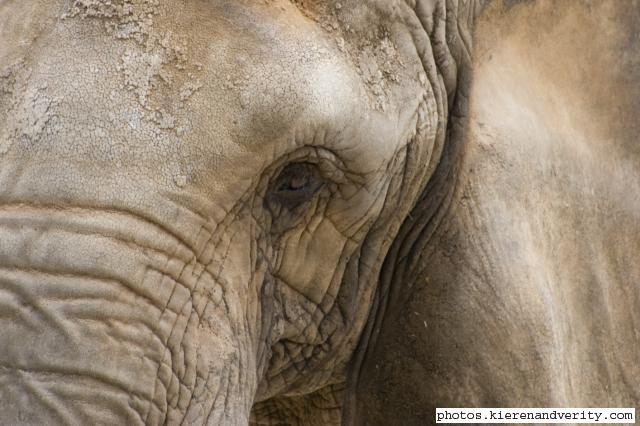 African elephant eye