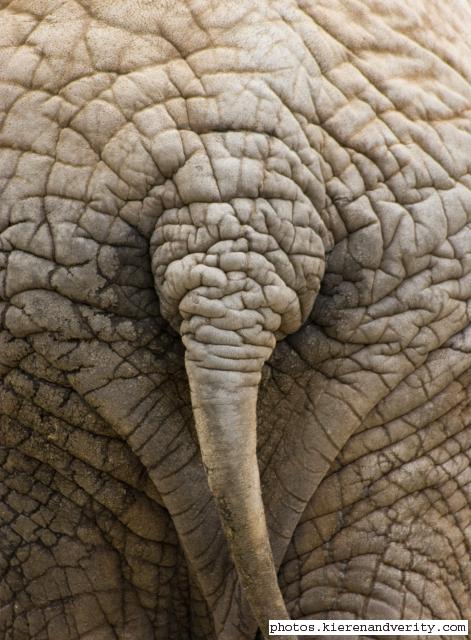 African elephant texture 2