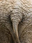 African elephant texture 2