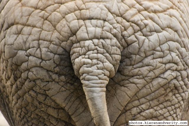 African elephant texture