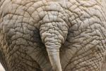 African elephant texture