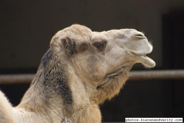 dromedary lip