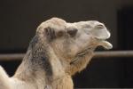 dromedary lip