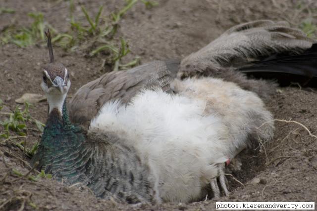 nesting peahen