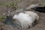 nesting peahen