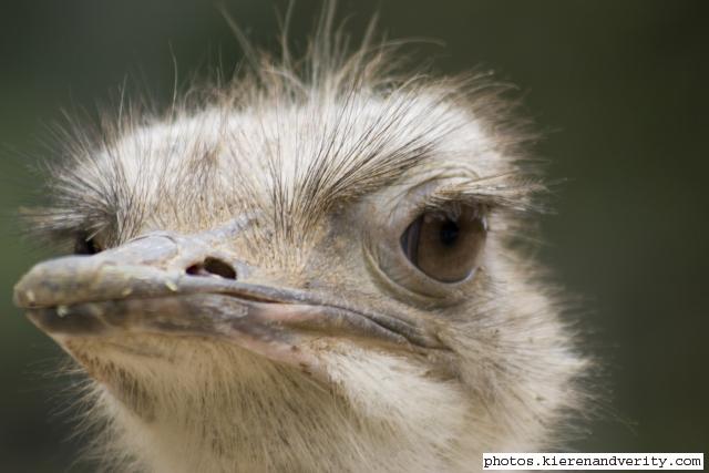 ostrich