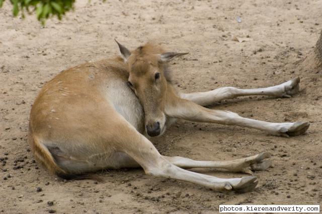 Père David's deer