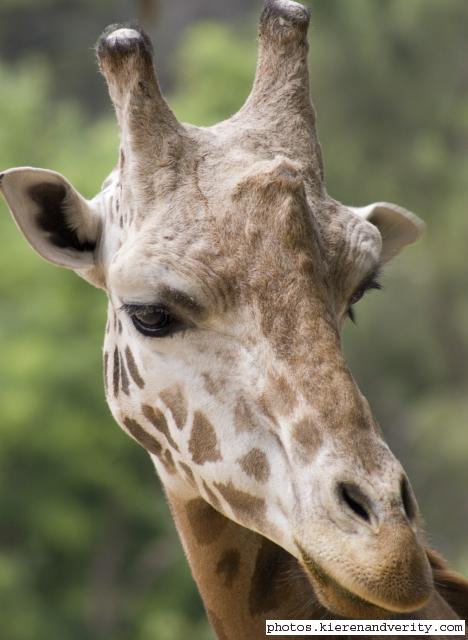 Rothschild's giraffe