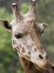 Rothschild's giraffe