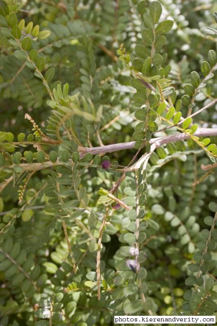 Sophora toromiro 2