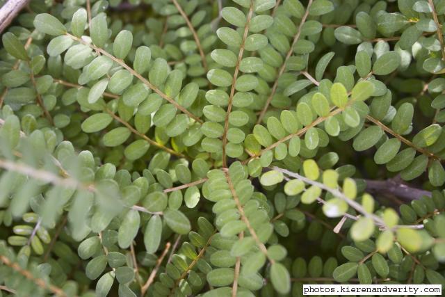 Sophora toromiro 3