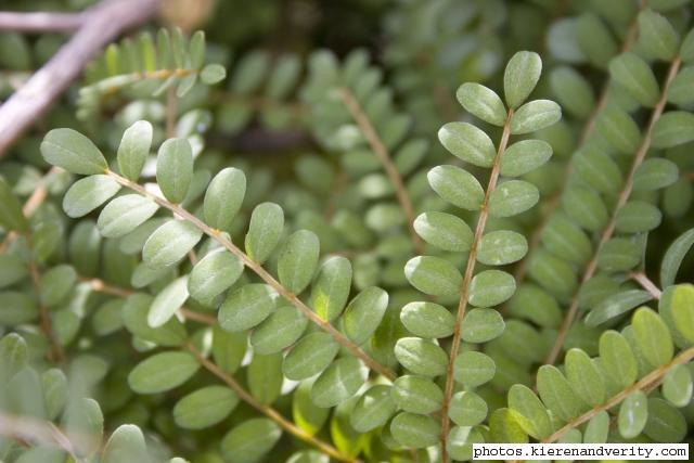 Sophora toromiro leaves