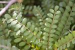 Sophora toromiro leaves