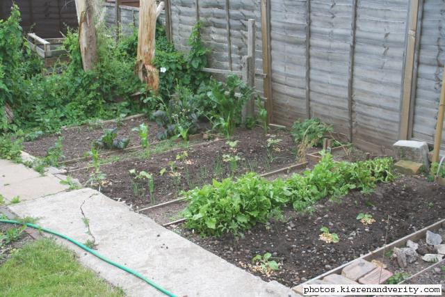 Three quarters of the vegetable plot