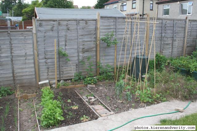 The rest of the vegetable plot