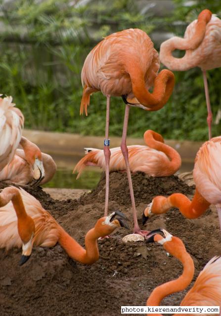 flamingoes