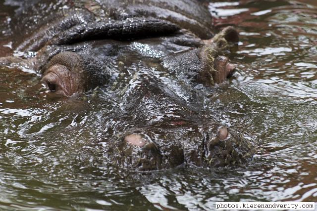 hippo emerging