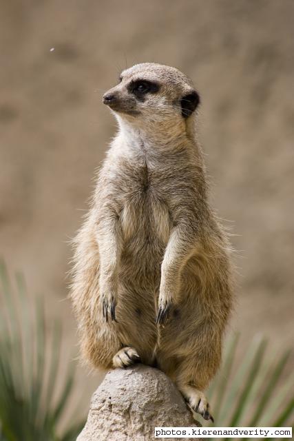 meerkat