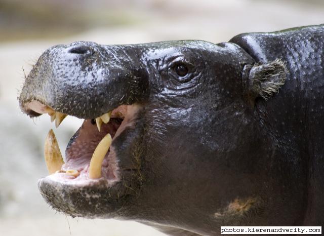 pygmy hippo