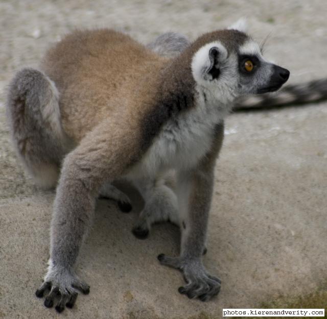 ringtailed lemur