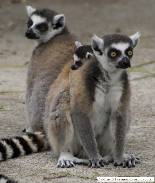 ringtailed lemurs