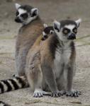 ringtailed lemurs