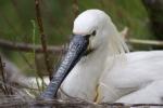 spoonbill