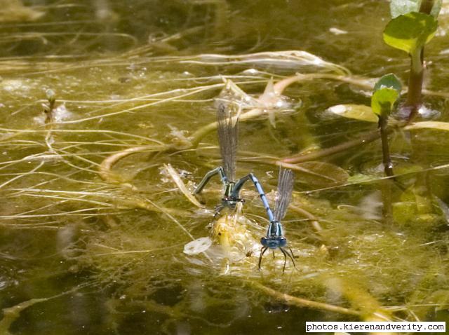 damsels laying 2