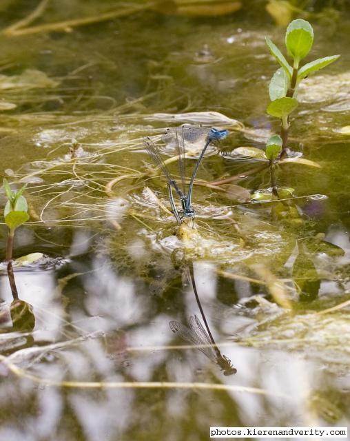 damsels laying