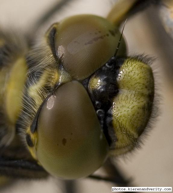 dragonfly head