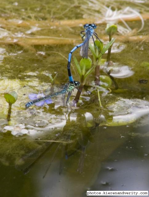 tandem damsels 2