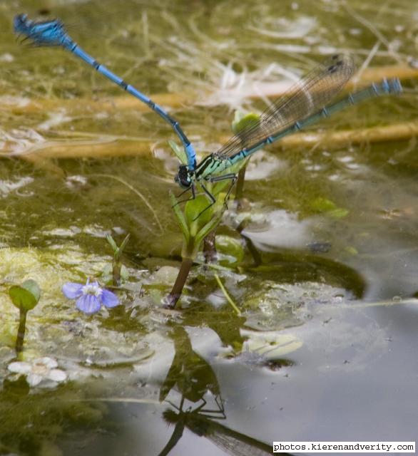 tandem damsels