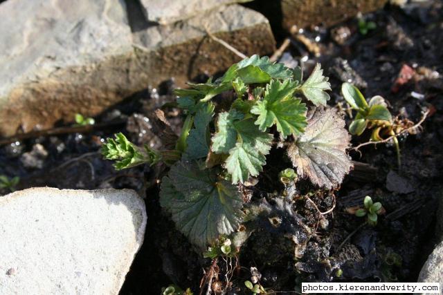 Water Avens Geum rivale